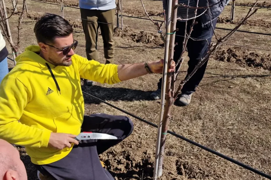 Demonstrație practică de tăiere a pomilor fructiferi în livadă, curs 2026