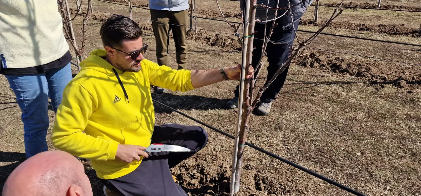 Curs: Tăierea pomilor fructiferi - imagine 3
