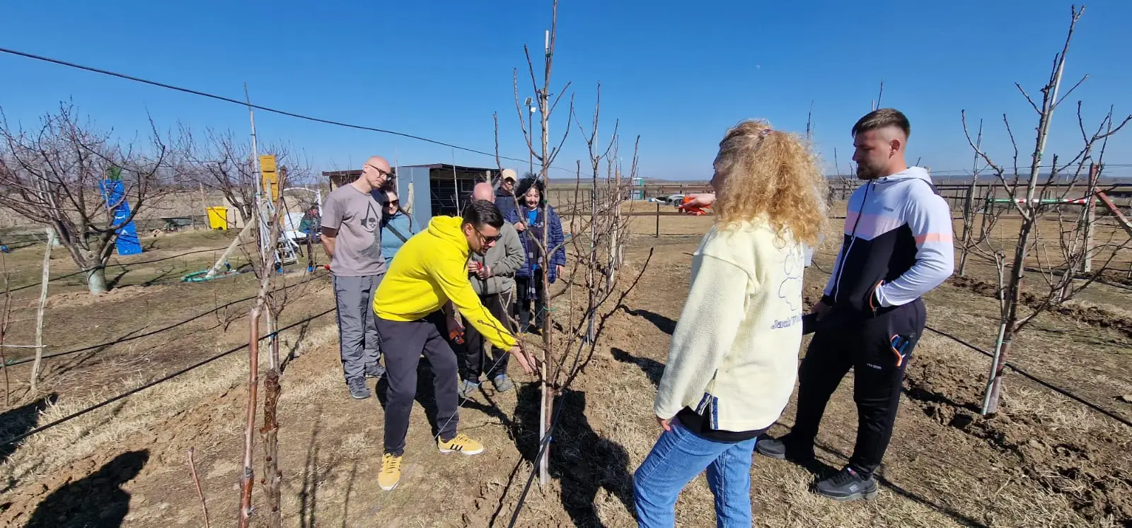 Curs: Tăierea pomilor fructiferi - imagine 2