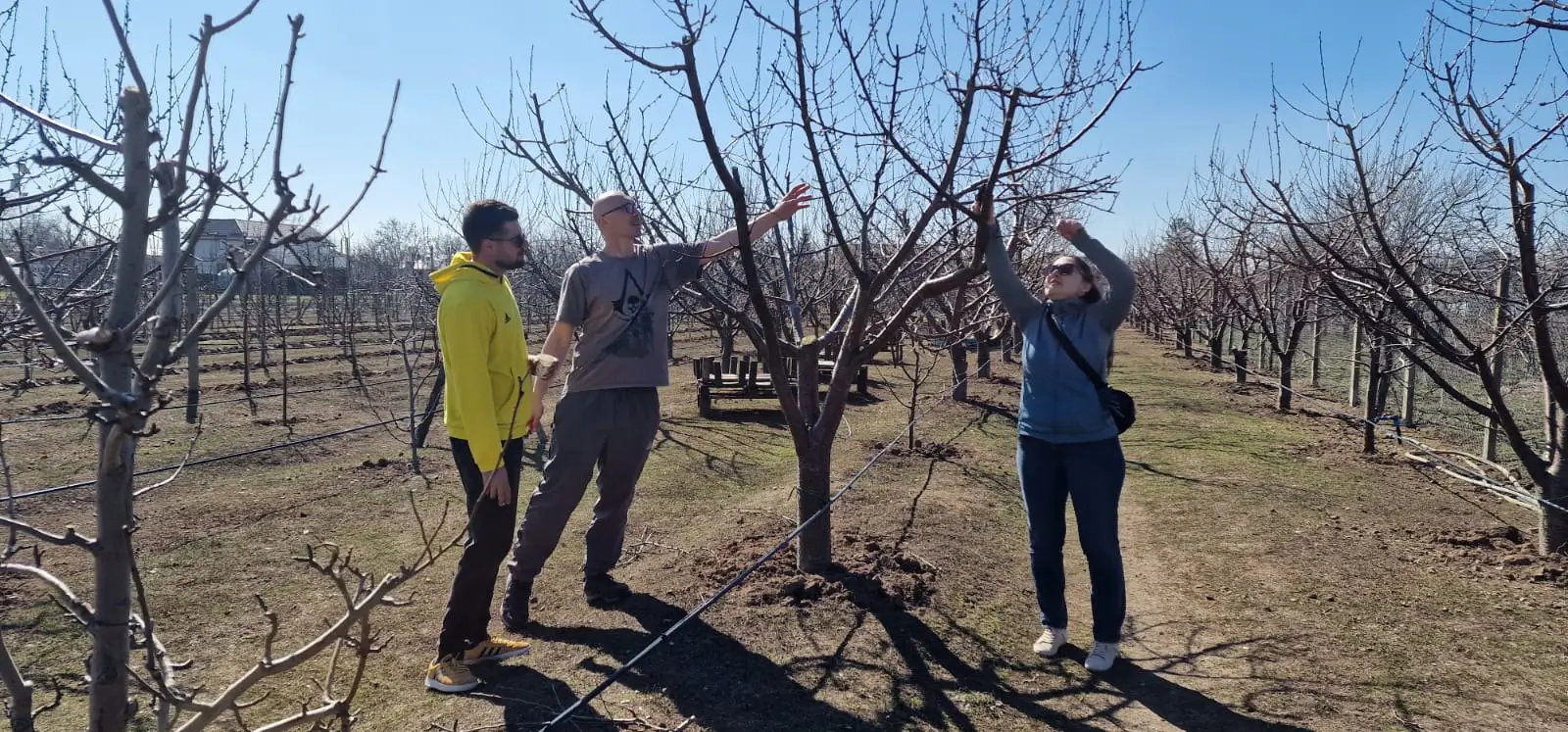 Curs: Tăierea pomilor fructiferi - imagine 5
