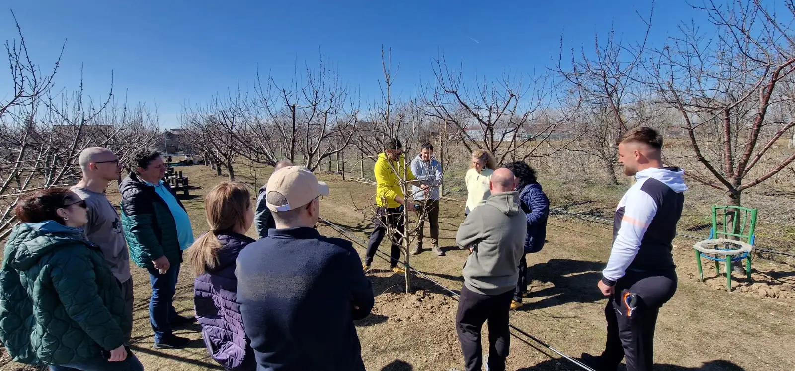 Curs: Tăierea pomilor fructiferi - imagine 4