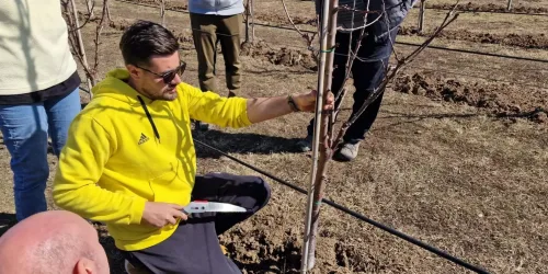 Demonstrație practică de tăiere a pomilor fructiferi în livadă, curs 2026